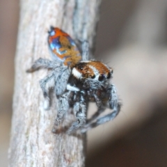 Maratus calcitrans at Bluetts Block (402, 403, 12, 11) - suppressed