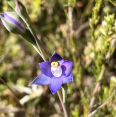 Thelymitra peniculata (Blue Star Sun-orchid) at Hall, ACT - 28 Sep 2023 by strigo