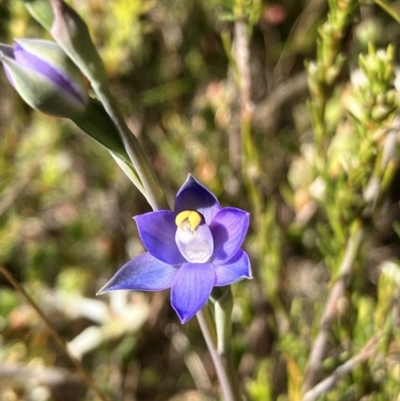 Thelymitra peniculata (Blue Star Sun-orchid) at Hall, ACT - 28 Sep 2023 by strigo