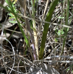 Thelymitra peniculata at Hall, ACT - suppressed