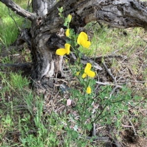 Cytisus scoparius subsp. scoparius at Hall, ACT - 27 Sep 2023 10:18 AM