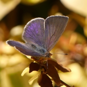 Erina hyacinthina at Braemar, NSW - 25 Sep 2023 11:53 AM