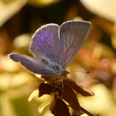 Erina hyacinthina (Varied Dusky-blue) at Braemar - 25 Sep 2023 by Curiosity