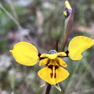 Diuris sp. (hybrid) at Hall, ACT - suppressed