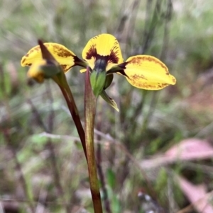 Diuris sp. (hybrid) at Hall, ACT - suppressed