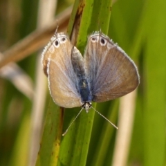 Lampides boeticus (Long-tailed Pea-blue) at Braemar - 26 Sep 2023 by Curiosity