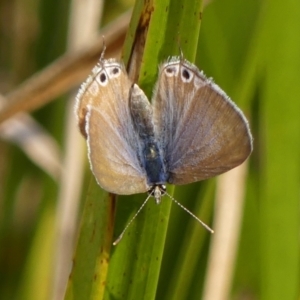 Lampides boeticus (Long-tailed Pea-blue) at Braemar, NSW by Curiosity