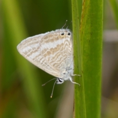 Lampides boeticus at Braemar, NSW - 26 Sep 2023 04:06 PM