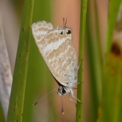 Lampides boeticus at Braemar, NSW - 26 Sep 2023 04:06 PM