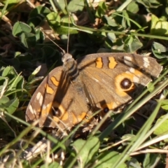 Junonia villida (Meadow Argus) at Braemar - 25 Sep 2023 by Curiosity