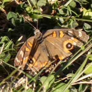 Junonia villida at Braemar, NSW - 25 Sep 2023