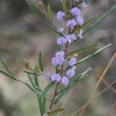 Hovea asperifolia subsp. asperifolia (Rosemary Hovea) at Cotter River, ACT - 29 Sep 2023 by RAllen