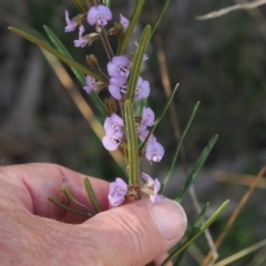 Hovea asperifolia subsp. asperifolia at Cotter River, ACT - 29 Sep 2023 01:42 PM