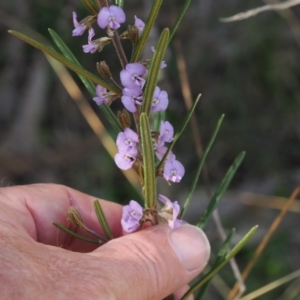 Hovea asperifolia subsp. asperifolia at Cotter River, ACT - 29 Sep 2023 01:42 PM