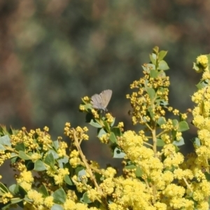 Nacaduba biocellata at Cotter River, ACT - 29 Sep 2023 01:59 PM