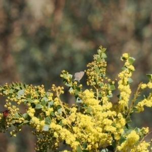 Nacaduba biocellata at Cotter River, ACT - 29 Sep 2023