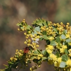 Nacaduba biocellata at Cotter River, ACT - 29 Sep 2023 01:59 PM