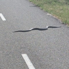 Pseudonaja textilis (Eastern Brown Snake) at Weston Creek, ACT - 29 Sep 2023 by jtneill