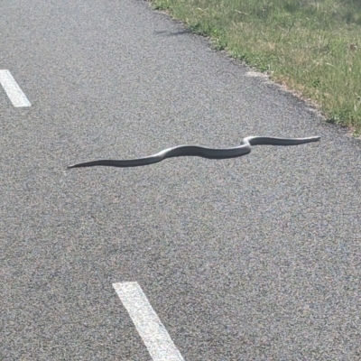 Pseudonaja textilis (Eastern Brown Snake) at Weston Creek, ACT - 29 Sep 2023 by jtneill