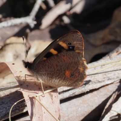 Argynnina cyrila (Forest Brown, Cyril's Brown) at Paddys River, ACT - 29 Sep 2023 by RAllen