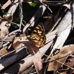 Argynnina cyrila at Paddys River, ACT - 29 Sep 2023