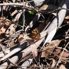 Argynnina cyrila at Paddys River, ACT - 29 Sep 2023