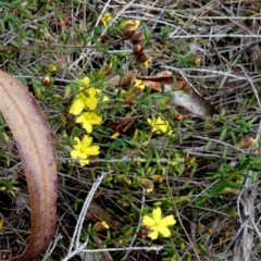 Hibbertia riparia at Boro - 27 Sep 2023 by Paul4K