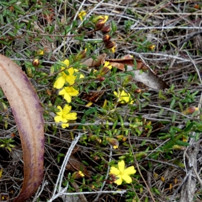 Hibbertia riparia by Paul4K