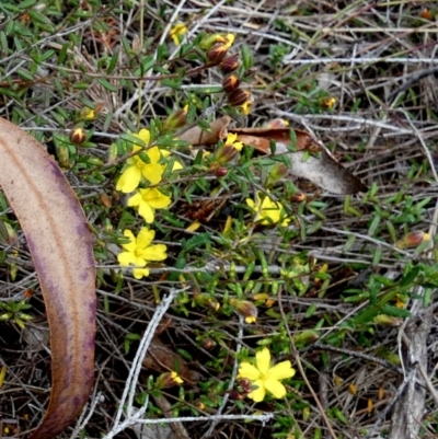 Hibbertia riparia at Boro - 27 Sep 2023 by Paul4K