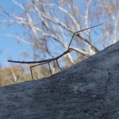 Acrophylla titan (Titan Stick Insect) at Borough, NSW - 28 Sep 2023 by Paul4K