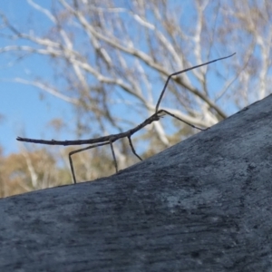 Acrophylla titan at Borough, NSW - 28 Sep 2023