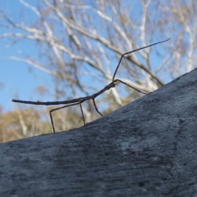 Acrophylla titan (Titan Stick Insect) at Borough, NSW - 28 Sep 2023 by Paul4K