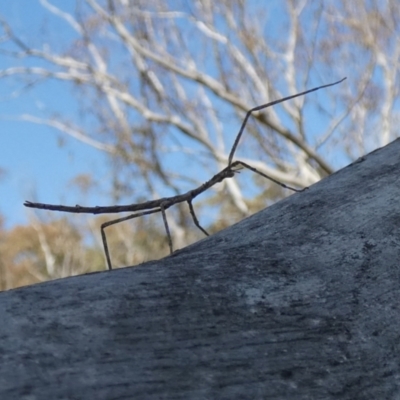 Acrophylla titan (Titan Stick Insect) at QPRC LGA - 27 Sep 2023 by Paul4K