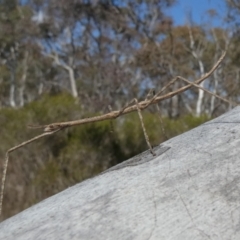 Acrophylla titan at Borough, NSW - suppressed