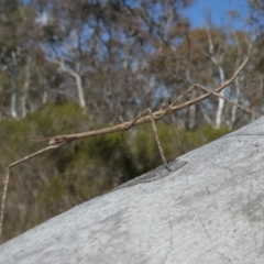 Acrophylla titan at Borough, NSW - 28 Sep 2023