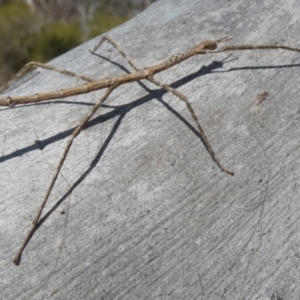 Acrophylla titan at Borough, NSW - suppressed