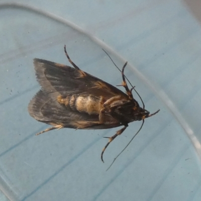 Barea codrella (A concealer moth) at Borough, NSW - 28 Sep 2023 by Paul4K