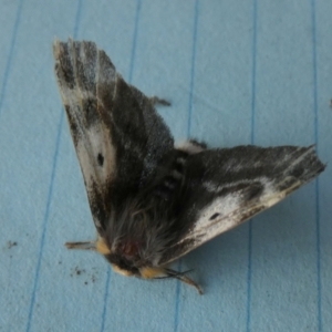 Nataxa flavescens at Borough, NSW - suppressed