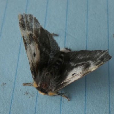 Nataxa flavescens (Nataxa Moth) at QPRC LGA - 28 Sep 2023 by Paul4K