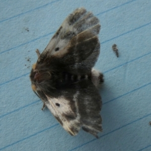 Nataxa flavescens at Borough, NSW - suppressed