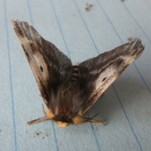 Nataxa flavescens at Borough, NSW - suppressed