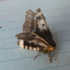 Nataxa flavescens at Borough, NSW - suppressed