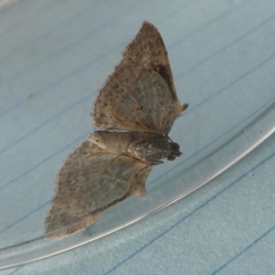 Phrissogonus laticostata (Apple looper moth) at Borough, NSW - 29 Sep 2023 by Paul4K