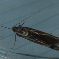 Philobota lysizona (A concealer moth) at Borough, NSW - 29 Sep 2023 by Paul4K