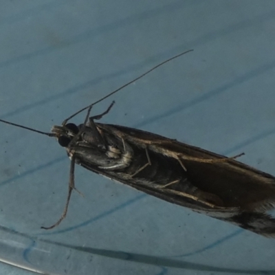 Philobota lysizona (A concealer moth) at Borough, NSW - 28 Sep 2023 by Paul4K