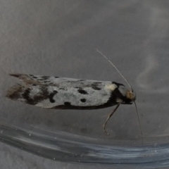 Philobota lysizona at Borough, NSW - suppressed