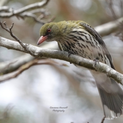 Oriolus sagittatus (Olive-backed Oriole) at Broulee Moruya Nature Observation Area - 28 Sep 2023 by Gee