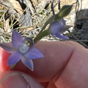 Thelymitra sp. (pauciflora complex) at Hall, ACT - 30 Sep 2023