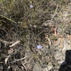 Thelymitra sp. (pauciflora complex) at Hall, ACT - suppressed