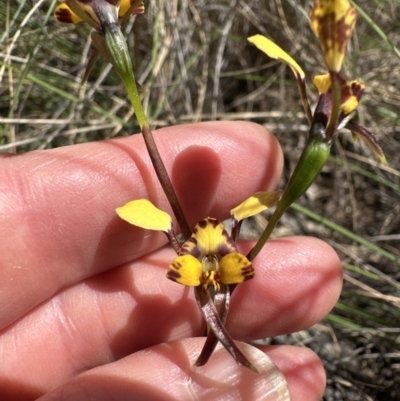 Diuris pardina (Leopard Doubletail) at Hall, ACT - 30 Sep 2023 by lbradley